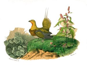 Přírodovědná tabule: Zoologická tabule představující galinace: ganga. Deska čerpaná z devíti svazků o ptácích v "" Works Complete of Buffon """, kterou napsal přírodovědec Georges Louis Leclerc, hrabě z Buffonu od Edouard Travies
