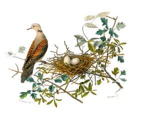 Přírodovědná tabule: Zoologická tabule představující galinace: holubice poblíž svého hnízda. Deska čerpaná z devíti svazků o ptácích v "" Works Complete of Buffon """, kterou napsal přírodovědec Georges Louis Leclerc, hrabě z Buffonu (1707-1788) v letech 1 od Edouard Travies