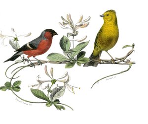 Přírodovědná tabule: Zoologická tabule představující bouvreuil a vrabce z Francie. Deska čerpaná z devíti svazků o ptácích v "" Works Complete of Buffon """, kterou napsal přírodovědec Georges Louis Leclerc, hrabě z Buffonu od Edouard Travies