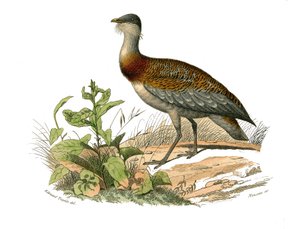 Přírodovědná tabule: Zoologická tabule představující bahňáky: dropa. Deska čerpaná z devíti svazků o ptácích v „“Works Complete of Buffon”””, kterou napsal přírodovědec Georges Louis Leclerc, hrabě z Buffonu (1707-1788) v letech 1749 až 1785. Illus od Edouard Travies
