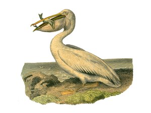 Přírodovědná tabule: Zoologická tabule představující totipalmy (rybolov pod vodou). Bílý pelikán. Deska čerpaná z devíti svazků o ptácích v "" Works Complete of Buffon """, kterou napsal přírodovědec Georges Louis Leclerc, hrabě z Buffonu (1707-1788). od Edouard Travies