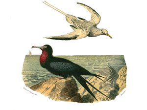 Přírodovědná tabule: Zoologická tabule představující totipalmy od Edouard Travies