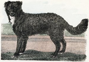 Newfoundland, Newfoundland - „Abeceda ilustruje zvířata“ 19. století (rytina) od Edouard Travies