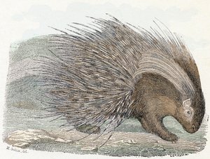 Vepřový epos (porc-epos) - „Abeceda ilustruje zvířata“ 19. století (rytina)