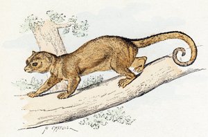 Quincajou (nebo Wolverine nebo Kinkajou) (potos) - „Abeceda ilustruje zvířata“ 19. století (rytina) od Edouard Travies