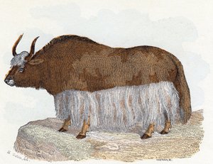 Yack (yak) - „Abeceda ilustruje zvířata“ 19. století (rytina)