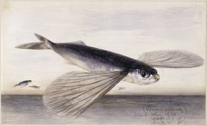 Studie o rybách (létající ryba) od Eduard Hildebrandt