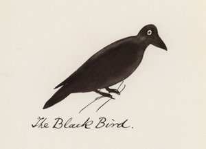 Edward Lear, The Bird Book: The Black Bird (barevné lito)