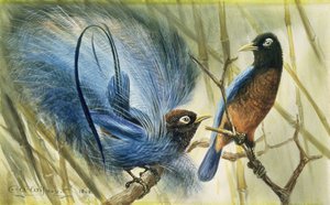 Blue-bird of Paradise, 1909 (wc na papíře) od Edward Adrian Wilson
