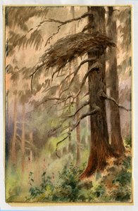 Goshawks nest, 1898-99 (wc na papíře) od Edward Adrian Wilson