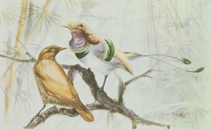 King Bird of Paradise, 1909 (wc na papíře) od Edward Adrian Wilson