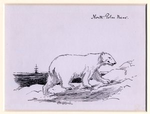 Lední medvěd, cca 1905 (inkoust na papíře)