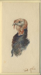 Studie krocana, 1895 (wc na papíře) od Edward Adrian Wilson