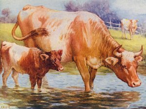 Krávy a tele (barva litho)