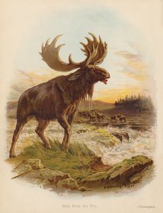 Safe from the Foe (barevná litografie)