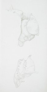 Studie o polštářích od Edward Burne-Jones