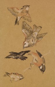Láska vede poutníka - Study of Birds: Finches, 1897 od Edward Burne Jones