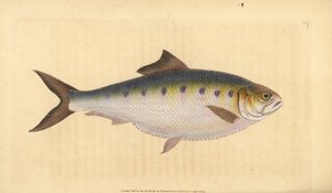 Allis shad, Alosa alosa (Shad, Clupea alosa). Ručně kolorovaný mědiryt nakreslený a rytý Edwardem Donovanem z jeho Natural History of British Fishes, Donovan a F.C. a J. Rivington, Londýn od Edward Donovan