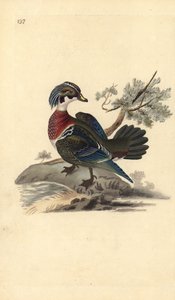 Americká dřevěná kachna, Aix sponsa. Ručně kolorovaný mědiryt nakreslený a rytý Edwardem Donovanem z jeho vlastní „Přírodopisné historie britských ptáků“, Londýn od Edward Donovan