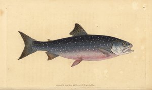 Arktický siven, Salvelinus alpinus alpinus (losos alpský, Salmo alpinus). Ručně kolorovaný mědiryt nakreslený a rytý Edwardem Donovanem z jeho Natural History of British Fishes, Donovan a F.C. a J. Rivington, Londýn od Edward Donovan