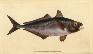 kranase obecného, Trachurus trachurus (Scad, Scomber trachurus). Ručně kolorovaný mědiryt nakreslený a rytý Edwardem Donovanem z jeho Natural History of British Fishes, Donovan a F.C. a J. Rivington, Londýn od Edward Donovan