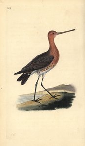 břehouš barocasý (samec), Limosa lapponica. Ručně kolorovaný mědiryt nakreslený a rytý Edwardem Donovanem z jeho vlastní „Přírodopisné historie britských ptáků“, Londýn od Edward Donovan