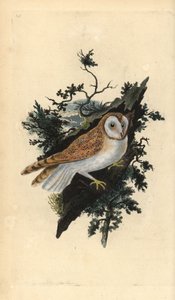 Sova pálená, Tyto alba. Ručně kolorovaný mědiryt nakreslený a rytý Edwardem Donovanem z jeho vlastní „Přírodopisné historie britských ptáků“, Londýn od Edward Donovan