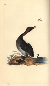 Potápka brada černá, Podiceps hebridicus. (Potápka, Tachybaptus ruficollis?) Ručně kolorovaný mědiryt nakreslený a rytý Edwardem Donovanem z jeho vlastní „Přírodopisné historie britských ptáků“, Londýn od Edward Donovan
