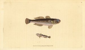 Černý goby, Gobius niger. Ručně kolorovaný mědiryt nakreslený a rytý Edwardem Donovanem z jeho Natural History of British Fishes, Donovan a F.C. a J. Rivington, Londýn od Edward Donovan