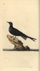 Rybák černý, Chlidonias niger. Ručně kolorovaný mědiryt nakreslený a rytý Edwardem Donovanem z jeho vlastní „Přírodopisné historie britských ptáků“, Londýn od Edward Donovan