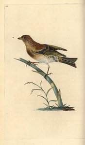 Brambling, Fringilla montifringilla. Ručně kolorovaný mědirytin nakreslený a rytý Edwardem Donovanem z jeho vlastní „Přírodopisné historie britských ptáků“, Londýn od Edward Donovan