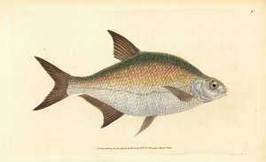 Cejn, Abramis brama (Cyprinus brama). Ručně kolorovaný mědiryt nakreslený a rytý Edwardem Donovanem z jeho Natural History of British Fishes, Donovan a F.C. a J. Rivington, Londýn od Edward Donovan