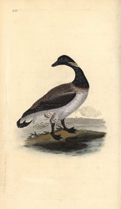 Brent husa, Branta bernicla. Ručně kolorovaný mědiryt nakreslený a rytý Edwardem Donovanem z jeho vlastní „Přírodopisné historie britských ptáků“, Londýn od Edward Donovan