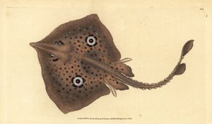 Hnědá skate nebo zrcadlový paprsek, Raja miraletus. Ručně kolorovaný mědiryt nakreslený a rytý Edwardem Donovanem z jeho Natural History of British Fishes, Donovan a F.C. a J. Rivington, Londýn od Edward Donovan