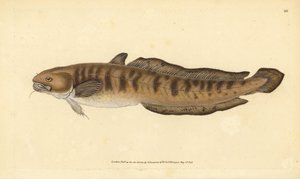 Burbot, Lota lota (Gadus lota). Ručně kolorovaný mědiryt nakreslený a rytý Edwardem Donovanem z jeho Natural History of British Fishes, Donovan a F.C. a J. Rivington, Londýn od Edward Donovan