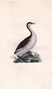 Potápka Castagny. Tachybaptus ruficollis (Podiceps nigricans). Mědirytina Edwarda Donovana (1768-1837), publikovaná v Natural History of British Birds, Londýn od Edward Donovan