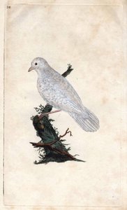 Chenes Jay. Garrulus glandarius. Mědirytina Edwarda Donovana (1768-1837), publikovaná v Natural History of British Birds, Londýn od Edward Donovan