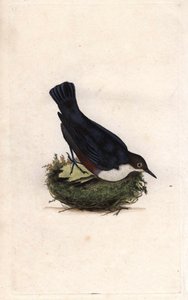 Cincle potápěč. Cinclus cinclus (Sturnus cinclus). Mědirytina Edwarda Donovana (1768-1837), publikovaná v Natural History of British Birds, Londýn od Edward Donovan