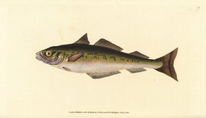 Treska tmavá nebo treska tmavá, Pollachius virens (Gadus carbonarius). Ručně kolorovaný mědiryt nakreslený a rytý Edwardem Donovanem z jeho Natural History of British Fishes, Donovan a F.C. a J. Rivington, Londýn od Edward Donovan