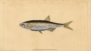 Obyčejný bezútěšný, Alburnus alburnus (Cyprinus alburnus). Ručně kolorovaný mědiryt nakreslený a rytý Edwardem Donovanem z jeho Natural History of British Fishes, Donovan a F.C. a J. Rivington, Londýn od Edward Donovan