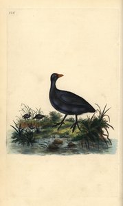 Lyska obecná, Fulica atra. Ručně kolorovaný mědiryt nakreslený a rytý Edwardem Donovanem z jeho vlastní „Přírodopisné historie britských ptáků“, Londýn od Edward Donovan