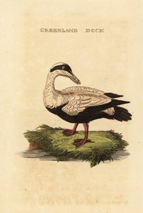 Kajka obecná, Somateria od Edward Donovan