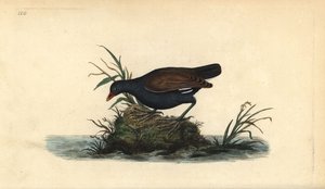 Slípka obecná, Gallinula chloropus. Ručně kolorovaný mědiryt nakreslený a rytý Edwardem Donovanem z jeho vlastní „Přírodopisné historie britských ptáků“, Londýn od Edward Donovan