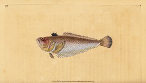 Obyčejný nebo větší, Trachinus draco. Ručně kolorovaný mědiryt nakreslený a rytý Edwardem Donovanem z jeho Natural History of British Fishes, Donovan a F.C. a J. Rivington, Londýn od Edward Donovan