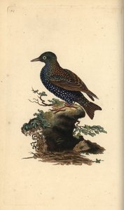 Špaček obecný, Sturnus vulgaris. Ručně kolorovaný mědiryt nakreslený a rytý Edwardem Donovanem z jeho vlastní „Přírodopisné historie britských ptáků“, Londýn od Edward Donovan