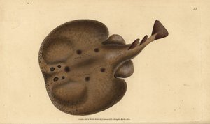 Běžné torpédo nebo elektrický paprsek s očima, torpédo Raja. Ručně kolorovaný mědiryt nakreslený a rytý Edwardem Donovanem z jeho Natural History of British Fishes, Donovan a F.C. a J. Rivington, Londýn od Edward Donovan