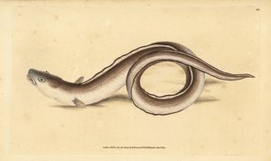 Conger úhoř, Muraena conger. Ručně kolorovaný mědiryt nakreslený a rytý Edwardem Donovanem z jeho Natural History of British Fishes, Donovan a F.C. a J. Rivington, Londýn od Edward Donovan