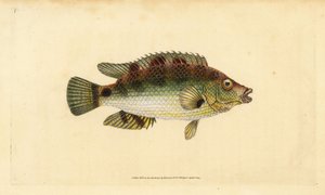Wrasse korkwing, Symphodus melops (Goldfinny, Labrus cornubius). Ručně kolorovaný mědiryt nakreslený a rytý Edwardem Donovanem z jeho Natural History of British Fishes, Donovan a F.C. a J. Rivington, Londýn od Edward Donovan