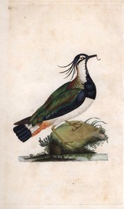 Čejka čejka. Vanellus vanellus (Tringa vanellus). Mědirytina Edwarda Donovana (1768-1837), publikovaná v Natural History of British Birds, Londýn od Edward Donovan