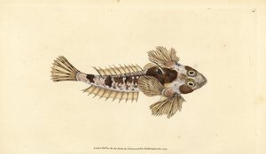 Dragonet, Callionymus lyra (Sordid dragonet, Callionymus dracunculus). Ručně kolorovaný mědiryt nakreslený a rytý Edwardem Donovanem z jeho Natural History of British Fishes, Donovan a F.C. a J. Rivington, Londýn od Edward Donovan